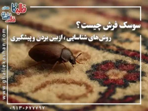 سوسک فرش چیست روش های شناسایی از بین بردن پیشگیری قالی کاشان