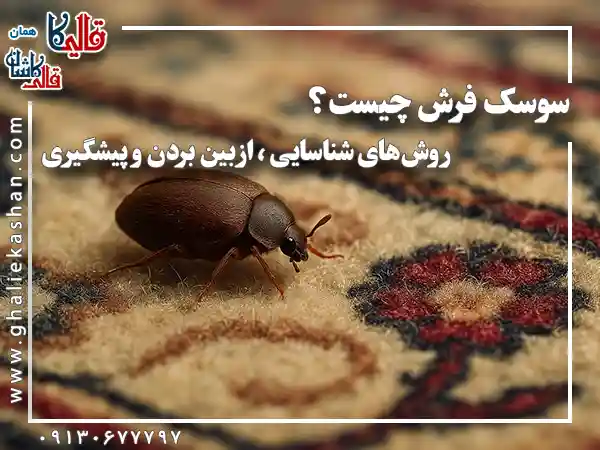 سوسک فرش چیست روش های شناسایی از بین بردن پیشگیری قالی کاشان